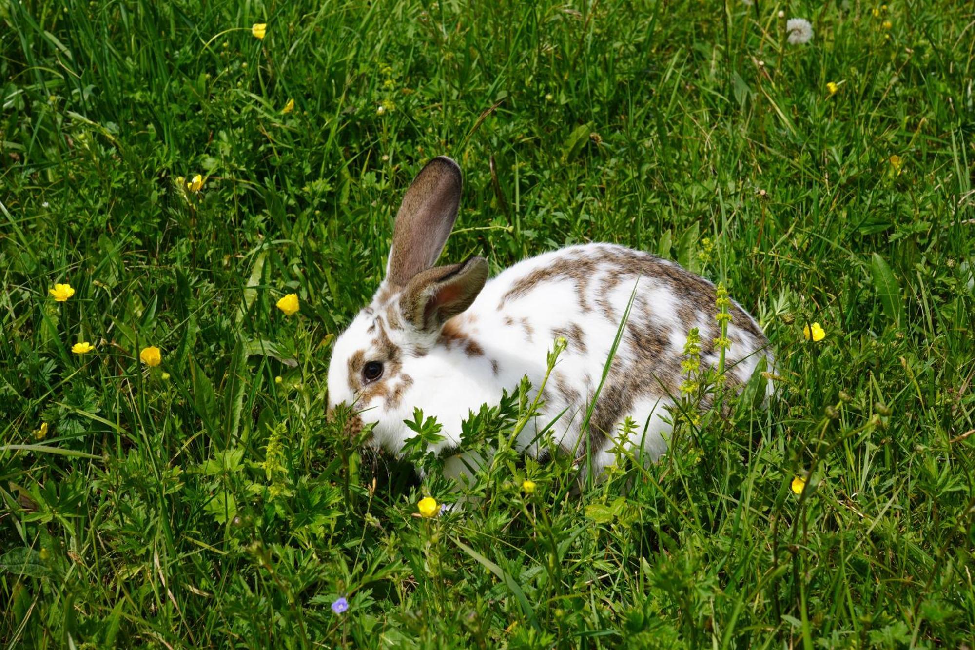 Villa Glamping Wolf Mount Margahovit Esterno foto