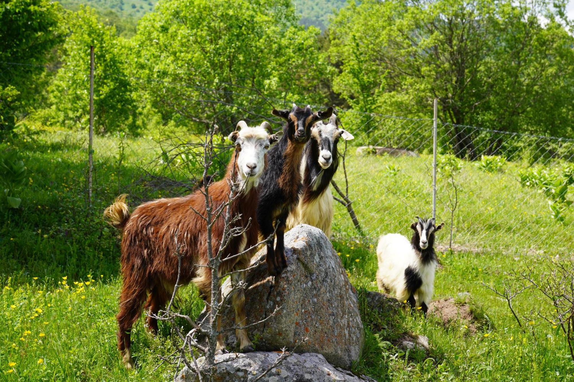 Villa Glamping Wolf Mount Margahovit Esterno foto